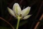 Carolina grass of Parnassus